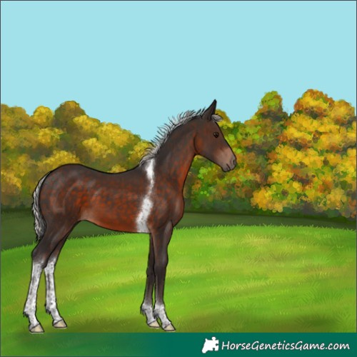 Horse Color:Silver Brown Tobiano 