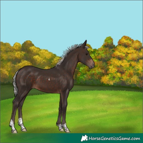 Horse Color:Silver Brown Tobiano 