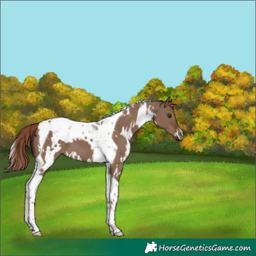 Horse Color:White Spotted Liver Red Dun Tobiano 