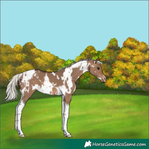 Horse Color:White Spotted Silver Brown Dun Tobiano Appaloosa 
