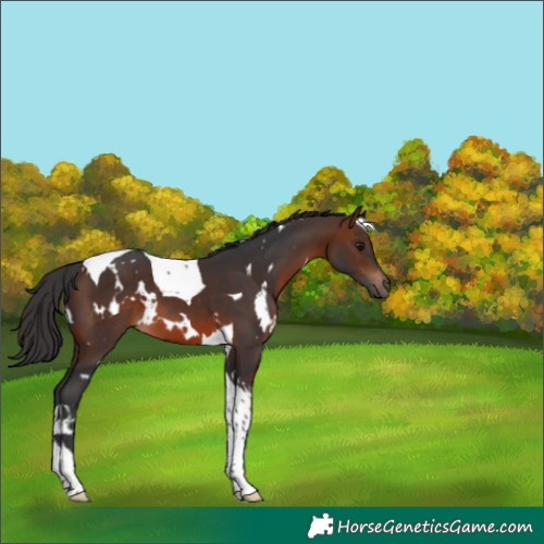 Horse Color:White Spotted Brown Tobiano 