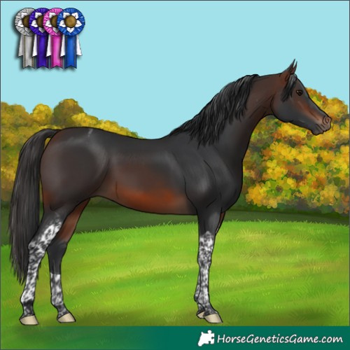 Horse Color:Brown Tobiano 