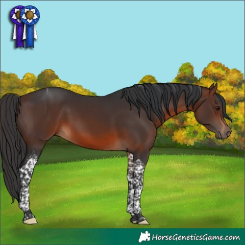 Horse Color:Brown Tobiano 