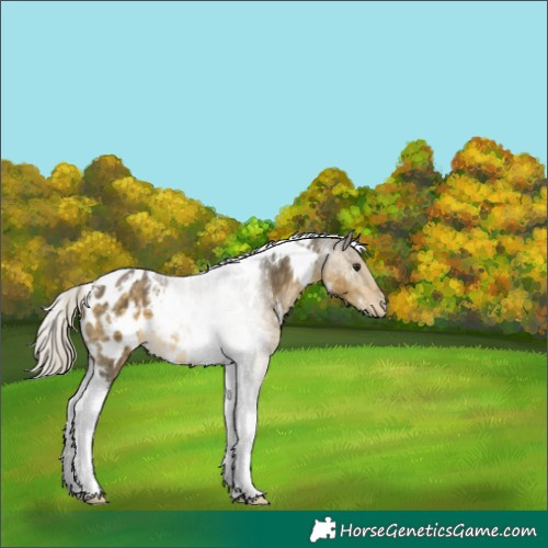 Horse Color:White Spotted Silver Buckskin Dun Tobiano Blanket 