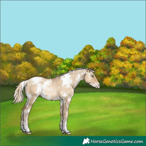 Horse Color:White Spotted Chocolate Palomino Pearl Dun Mushroom Appaloosa 