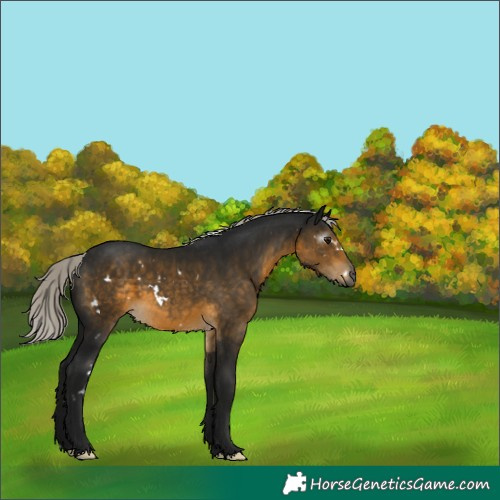 Horse Color:Gray White Spotted Silver Buckskin 