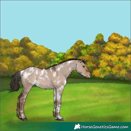 Horse Color:White Spotted Liver Red Dun Appaloosa 