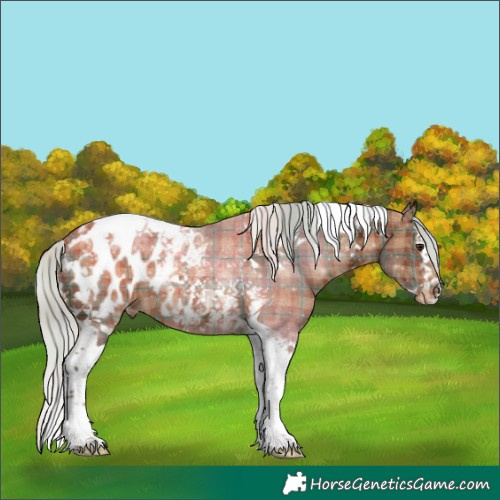 Horse Color:Plaid  Silver Brown Ice Splash Tobiano Appaloosa 