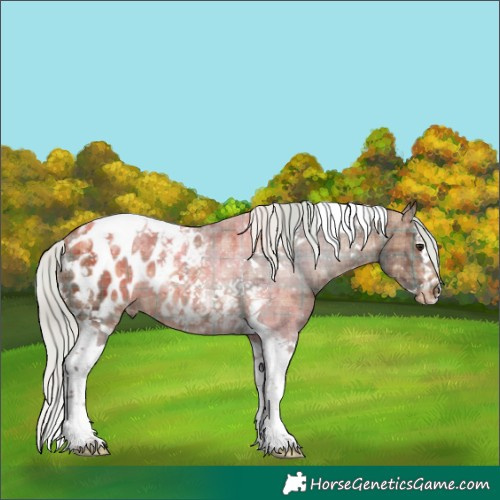 Horse Color:Plaid  Silver Brown Ice Splash Tobiano Appaloosa 
