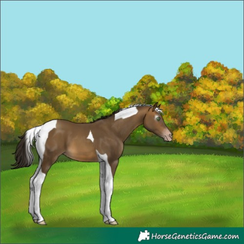 Horse Color:Gray Sable Cream Champagne Tobiano Varnish 