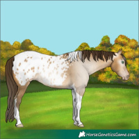 Horse Color:Gray Amber Cream Champagne Tobiano Appaloosa