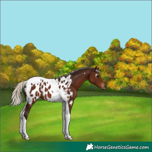 Horse Color:Gray Silver Bay Tobiano Near Leopard 