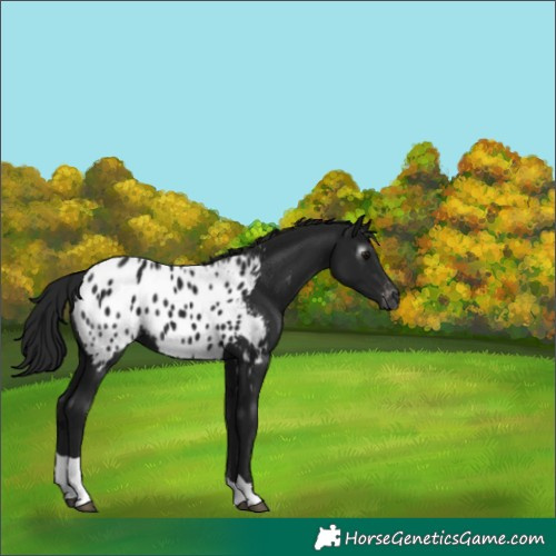 Horse Color:Gray Smoky Black Tobiano Blanket 