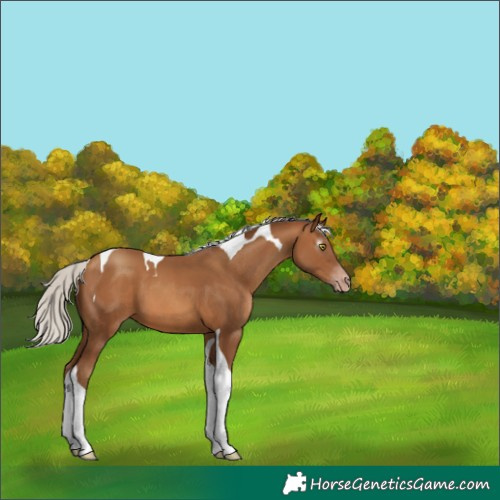 Horse Color:Gray Silver Amber Champagne Tobiano Varnish 