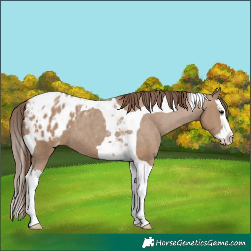 Horse Color:Classic Champagne Splash Tobiano Blanket 