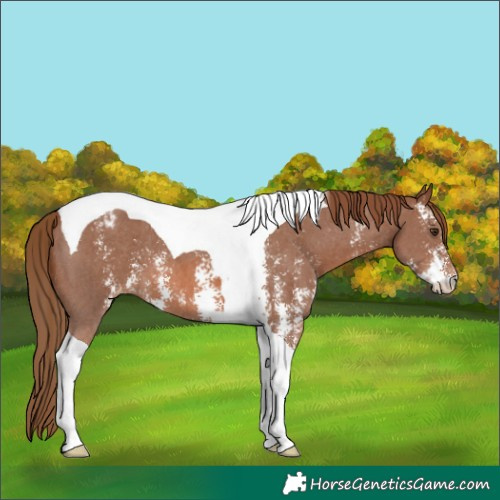 Horse Color:Chestnut Sabino Tobiano Varnish 