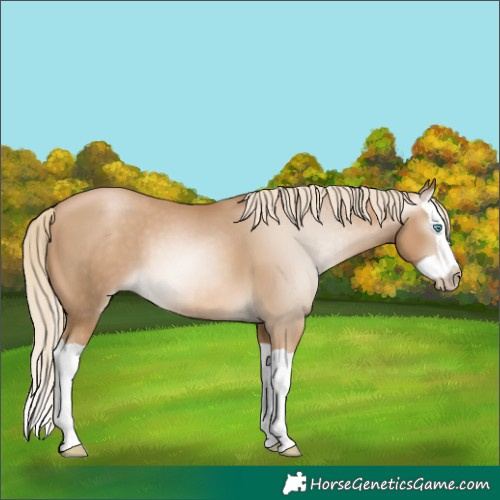Horse Color:Gray Palomino Pearl Splash 