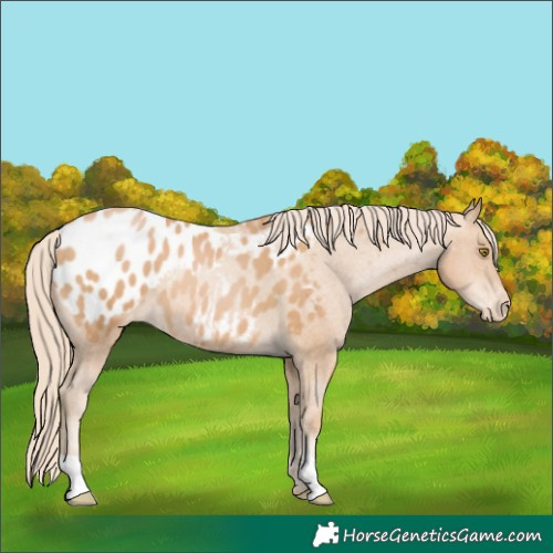 Horse Color:Chestnut Pearl Blanket 