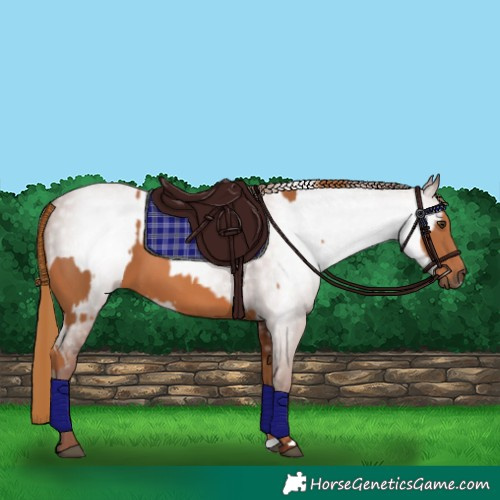 Horse Color:Chestnut  and Gray Chestnut 