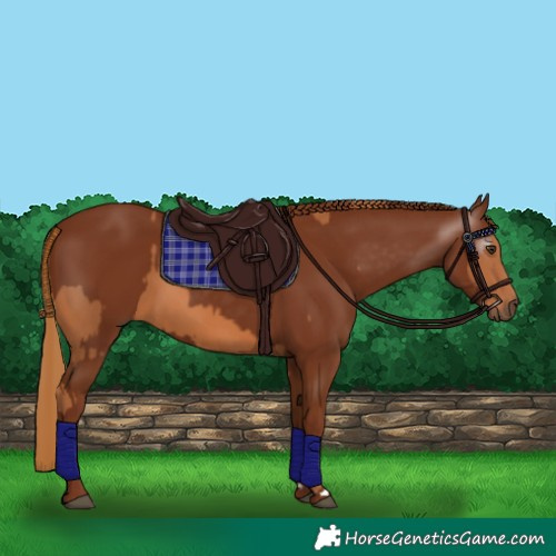 Horse Color:Chestnut  and Gray Chestnut 