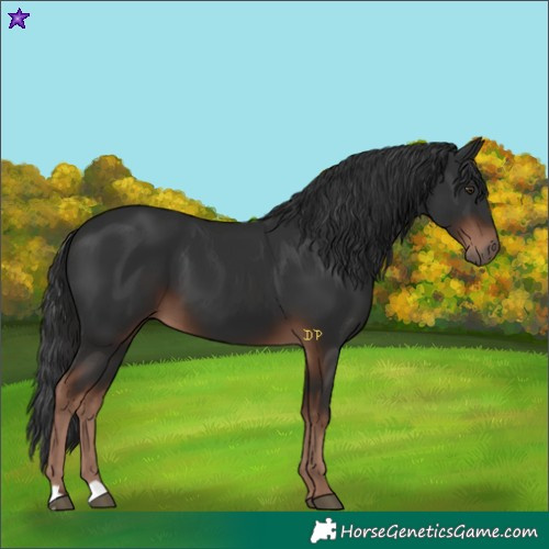 Horse Color:Liver Chestnut 