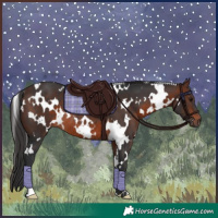 Horse Color:White Spotted Brown Rabicano 