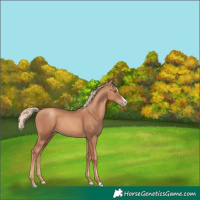 Horse Color:Gold Champagne Splash