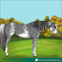 Horse Color:White Spotted Black Sabino Frame