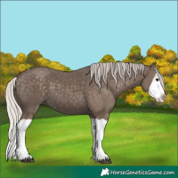 Horse Color:Silver Black Splash 