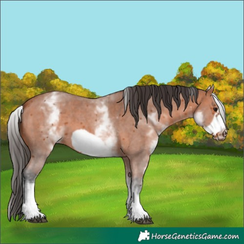 Horse Color:White Spotted Bay Sabino Frame