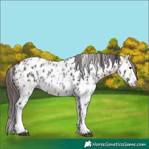 Horse Color:Bay Sabino Splash Near Leopard  and Bay Sabino Splash Near Leopard 