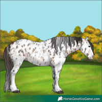 Horse Color:Bay Sabino Splash Appaloosa  and Bay Sabino Splash Appaloosa 