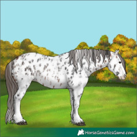 Horse Color:Bay Sabino Splash Near Leopard  and Bay Sabino Splash Near Leopard 