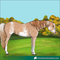 Horse Color:White Spotted Chestnut Sabino Frame