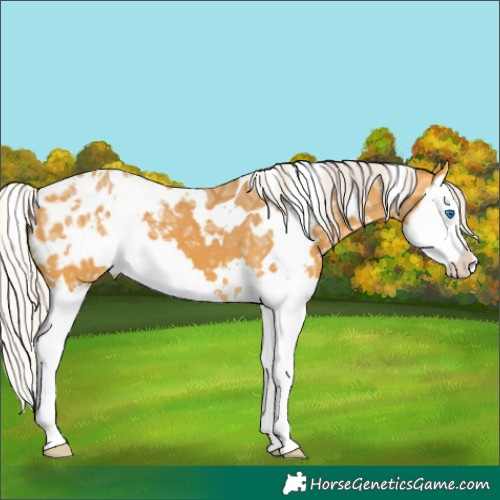 Horse Color:White Spotted Silver Buckskin Ice Splash Appaloosa