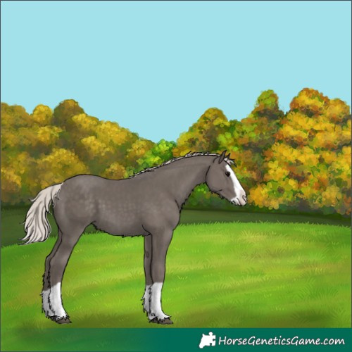 Horse Color:Silver Black Splash 