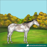Horse Color:Brown Dun Splash Tobiano