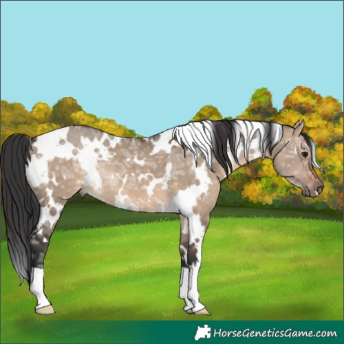 Horse Color:White Spotted Brown Ice Dun 