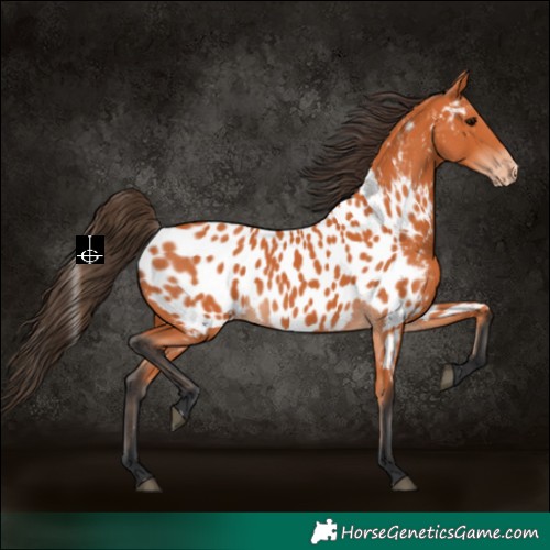 Horse Color:Bay Appaloosa