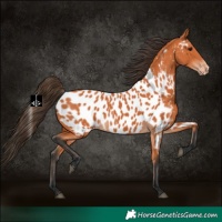 Horse Color:Bay Appaloosa 