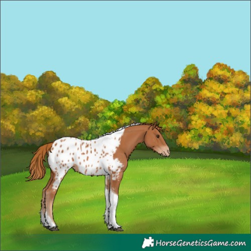 Horse Color:Chestnut Tobiano Appaloosa 