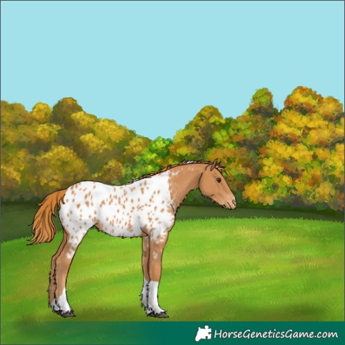 Horse Color:Chestnut Tobiano Appaloosa 