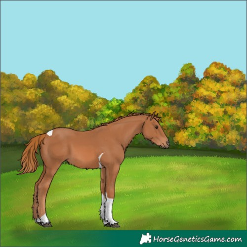Horse Color:Chestnut Tobiano 