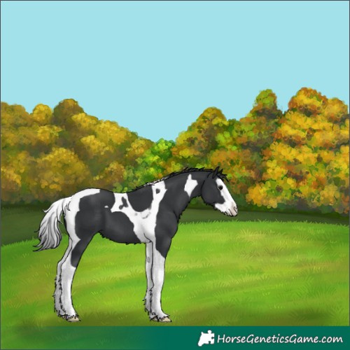 Horse Color:Black Splash Tobiano 