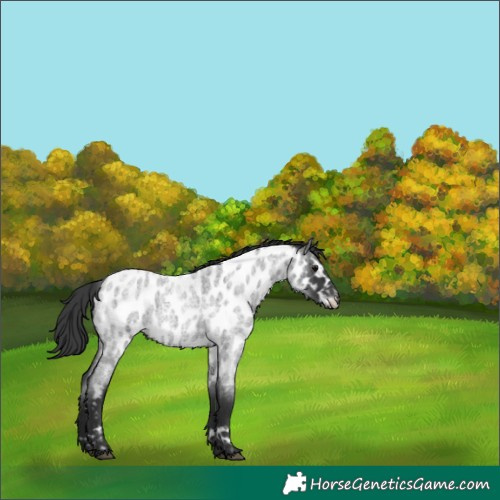 Horse Color:Blue Roan Appaloosa 
