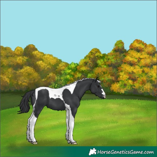 Horse Color:Black Tobiano 