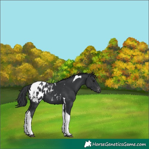 Horse Color:Black Tobiano Appaloosa 