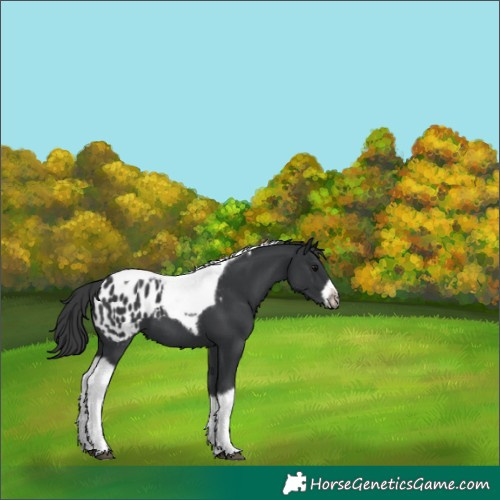 Horse Color:Black Tobiano Frame Appaloosa 