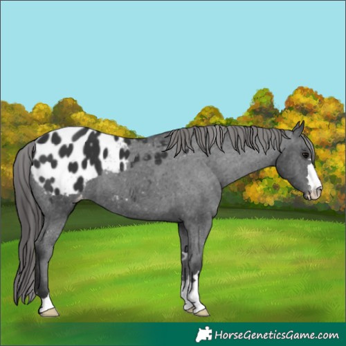 Horse Color:Black Appaloosa