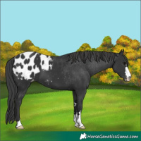 Horse Color:Black Appaloosa 